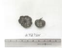 Click for 1 image(s) for this accession. FRUIT